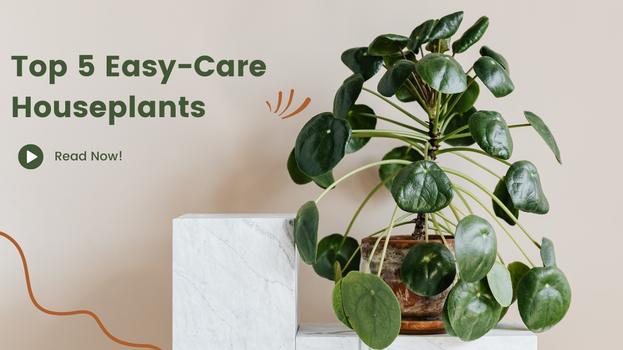 5 Best Pet-friendly House Plants for Your Home | Tiny Greens